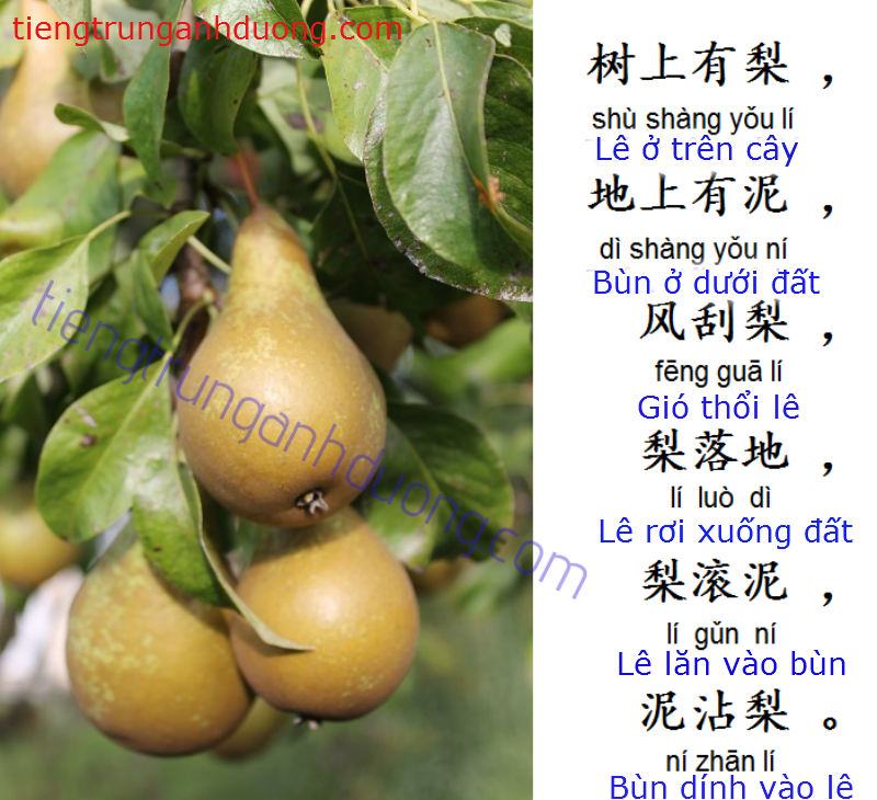 Học tiếng Trung qua "bài ca Quả lê"