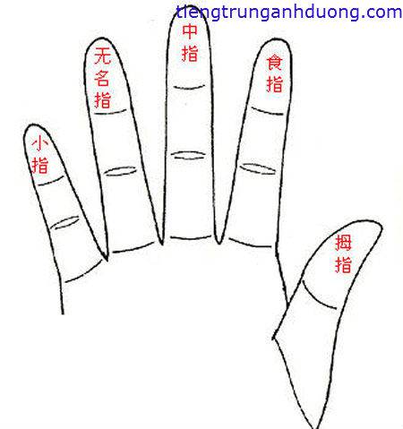 Học tiếng trung qua "Hàm ý đeo nhẫn trên mỗi ngón tay "