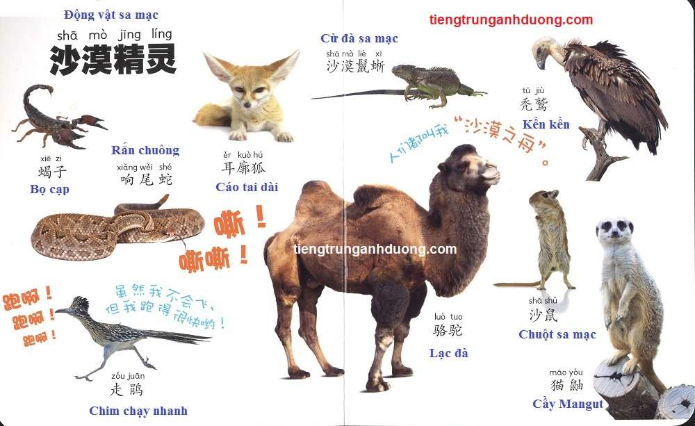 các loài vật trong tiếng Trung (10)